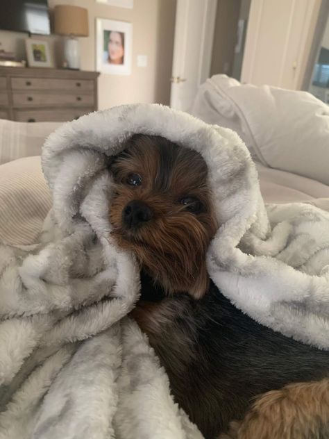 Yorkshire Aesthetic, Yorkie Aesthetic, Yorkshire Dog, Yorkie Terrier, Yorkie Lovers, Cute Animals Puppies, Puppies And Kitties, Yorkie Dogs, Yorkshire Terrier Puppies