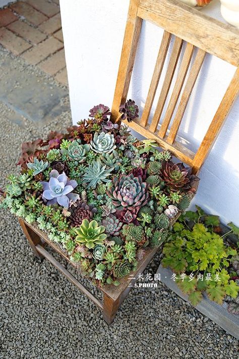 Repurposed Succulent Planter, What To Do With Overgrown Succulents, Chair With Succulents, Succulent Chair, Succulent Log Planter, Log Succulent Planter Diy, Chair Planter, Succulent Landscape Design, Succulent Landscaping