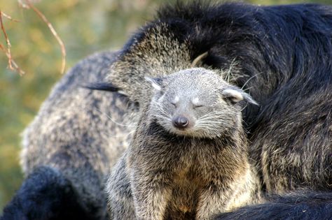 Binturong or bearcat (Arctictis binturong), baby with mother.....  is neither bear nor cat... Bearcat Animal, Baby With Mother, 4 October, Bear Cat, Tom Clark, Unusual Animals, Types Of Animals, Rare Animals, Chibi Drawings