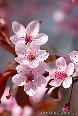 Pink cherry blossom by Olinkau, via Dreamstime Cherry Blooms, Cherry Flower, Cherry Blossom Art, Pink Cherry Blossom, Flower Meanings, Sakura Flower, Blossoms Art, Sakura Cherry Blossom, Cherry Blossom Flowers