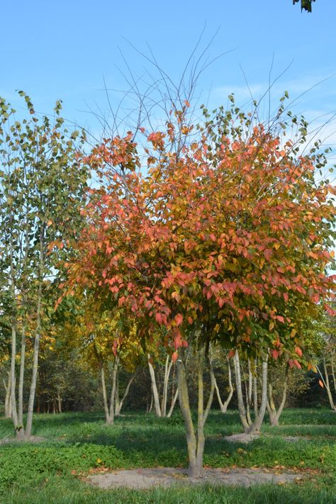 Carpinus caroliniana | American hornbeam, Blue beech | Van den Berk Nurseries Specimen Trees, Garden Types, Green Fruit, Feather Tree, Diy Landscaping, Types Of Soil, The Grey, Landscape Architect, Nurseries