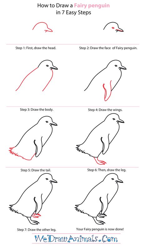 Fairy Penguin Drawing, How To Draw A Penguin, Draw Fairy, Draw A Fairy, Fairy Penguin, Drawing Learning, Cold Places, Penguin Activities, Fakemon Ideas