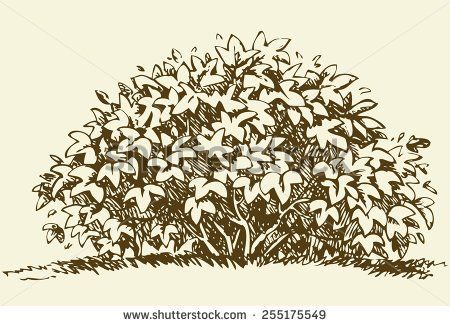 Bush Drawing, How To Draw Realistic, Flower Bush, Realistic Eye Drawing, Bush Plant, Draw Realistic, Tree Sketches, Sketching Techniques, Vector Sketch