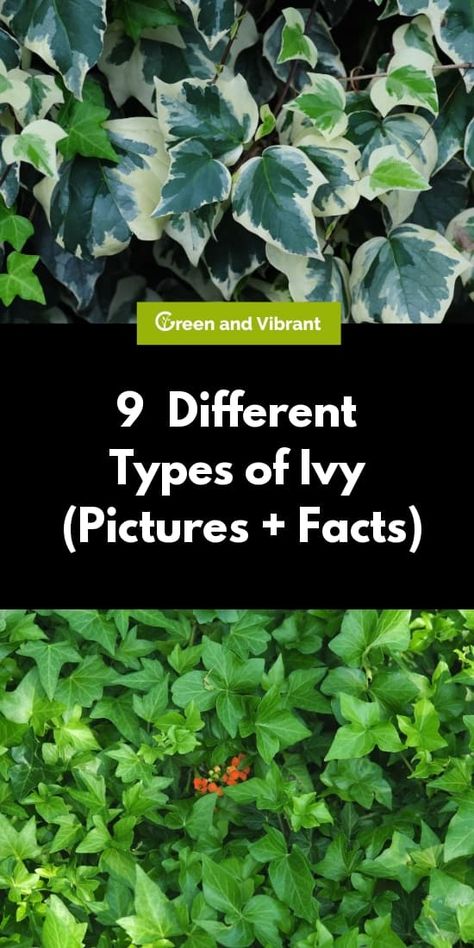 Ivy plants are climbing evergreen vines that offer great versatility in the home garden. There are many types of ivy to choose from, depending on your climate and what you want from your ivy plant. Climbing Ivy Trellis, Types Of Vine Plants, Ivy Landscaping Ideas, Ivy Outdoor Ideas, Types Of Ivy Houseplants, Ivy Plant Outdoor, English Ivy Outdoor, Ivy Pictures, Types Of Vines