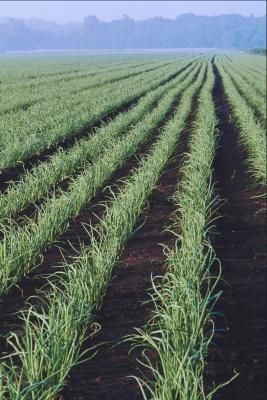 What Are the Best Fertilizers to Use to Get Large Onions? Onion Varieties, Onion Planting, Edible Roots, Plant Onions, Planting Onion Sets, Outside Planters, Growing Onions, Onion Bulbs, Fall Planting