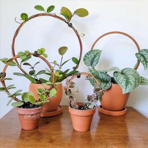 Four potted house plants that have circle trellises. The vines wrap around the hoop creating unique plant decor. Circle Trellis, Embroidery Rings, Mini Trellis, Ivy Plant Indoor, Houseplant Trellis, Indoor Plant Trellis, Large Trellis, Vining Plants, Small Trellis