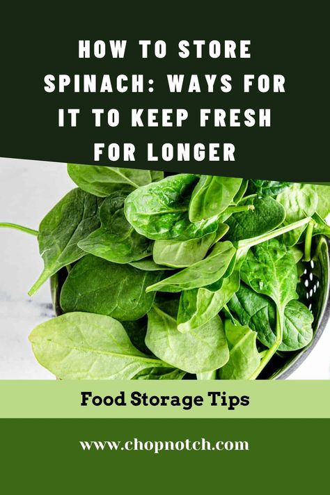 Spinach is a leafy green vegetable. Nutritionally, it's a real powerhouse, and it tastes great too. But Do You Know How To Store Spinach? Check The Best Ways For It To Keep Fresh For Longer! #Spinach #SpinachStorage #FoodStorage #VegetableStorage How To Preserve Spinach, How To Store Spinach, Fast Easy Desserts, Vegetable Storage, Quick Weeknight Dinners, Recipe Board, Recipe Boards, How To Store, Quick Desserts