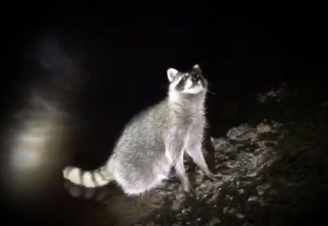 Glowing in the dark Raccoon Aesthetic Dark, Therian Moodboard, Raccoon Therian, Raccoon Aesthetic, Glowing In The Dark, Abandoned City, Flower Face, Billy The Kids, Cute Raccoon