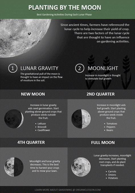 Planting By The Moon, Gardening By The Moon, Biodynamic Gardening, Witches Garden, Moon Plant, Witchy Garden, Garden Activities, The Phases Of The Moon, Homestead Gardens