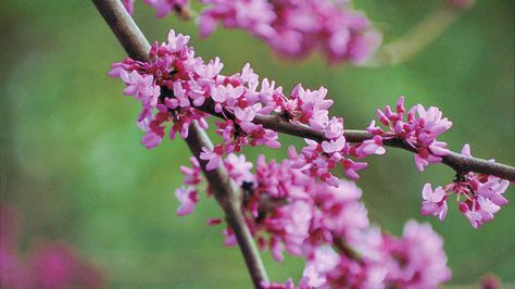 The complete guide to redbuds Find practical gardening advice, tips, and information on growing beautiful redbuds. Eastern Redbud Tree, Judas Tree, Pink Flowering Trees, Eastern Redbud, Planting Guide, Lilac Bushes, Redbud Tree, Red Bud, Indoor Bonsai