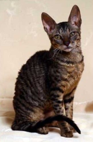 Animal A Day!: Cornish Rex Cornish Rex Cats, Curly Haired Cat, Unusual Cats, Laperm, American Wirehair, Selkirk Rex, American Curl, Sphynx Cats, Cat Crazy