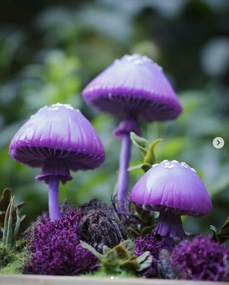 EPBOT: These Glowing Mushroom Lamps Are Pure Magic And I Want Them All, Please Purple Mushrooms, Glowing Mushrooms, Mushroom Images, Mushroom Plant, Mushroom Pictures, Mushroom Drawing, Plant Fungus, Mushroom Fungi, Mushroom Lamp