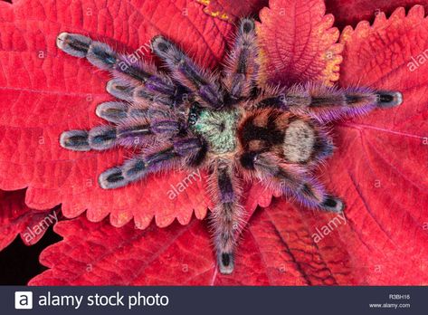 Rose Hair Tarantula, Insect Photography, Dark Crystal, The Dark Crystal, Arachnids, Rose Hair, Spiders, Fur Babies, Insects