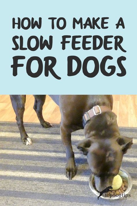 Slow Feeder Dog Diy, Diy Slow Feeder Cat Bowl, Diy Dog Slow Feeder, Diy Slow Feeder Dog Bowl, Slow Feeder Dog, Dogs Diy Projects, Dog Diy, Dog Food Bowls, Slow Feeder