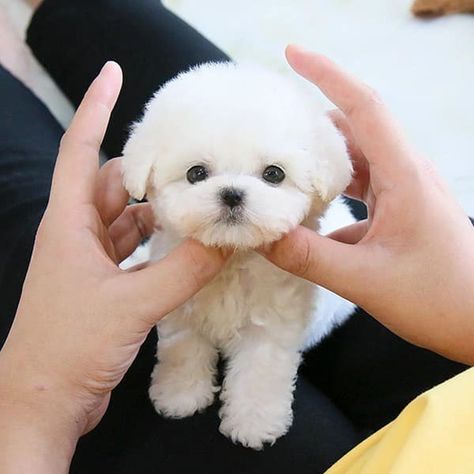 Teacup Bichon Frise | 13 Things You Should Know Cute Bichon Frise Puppies, Teacup Bichon Frise, Bichon Puppies, Teacup Dog Breeds, Dog Breeds That Dont Shed, Micro Teacup Puppies, Teacup Dog, Teacup Dogs, Bichon Dog