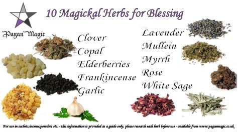 10 Magickal Herbs for Blessing Spells - all available from www.pagan-magic.co.uk Herb Magic, Magickal Correspondences, Herbs For Protection, Magick Oil, Magickal Herbs, Witch Herbs, Magic Herbs, Magick Spells, Magical Herbs