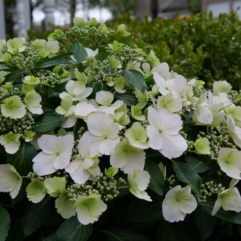 Patio Decks, Banana Split Dessert, Edging Plants, Limelight Hydrangea, Hydrangea Care, Planting Hydrangeas, Border Plants, Home Garden Plants, Proven Winners