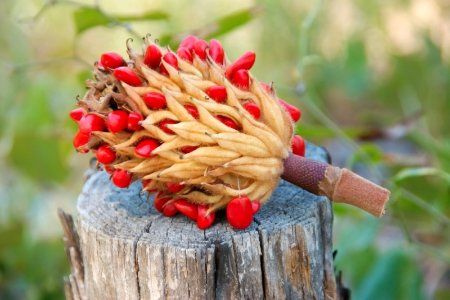 How to Grow a Magnolia Tree from Seeds | DoItYourself.com Tree Seedlings, Sycamore Tree, Magnolia Tree, Garden Solutions, Dogwood Trees, Magnolia Trees, Tree Seeds, Growing Seeds, Propagating Plants