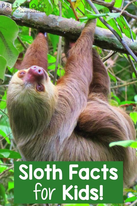 Giraffe Facts For Kids, Bear Facts For Kids, Sloth Jokes, Zoo Activities Preschool, Preschool Inspirations, Sloth Facts, Animal Facts For Kids, Zoo Activities, Land Animals