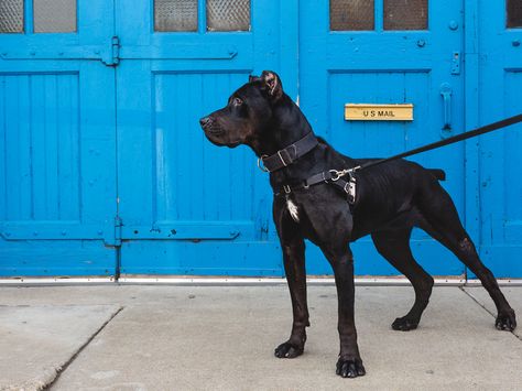 Canis Panther Dogs, Canis Panther, American Staffordshire Bull Terrier, Ranch Animals, Protection Dogs, Boarding Facility, Guard Dog Breeds, Yellow Lab Puppies, Corso Dog