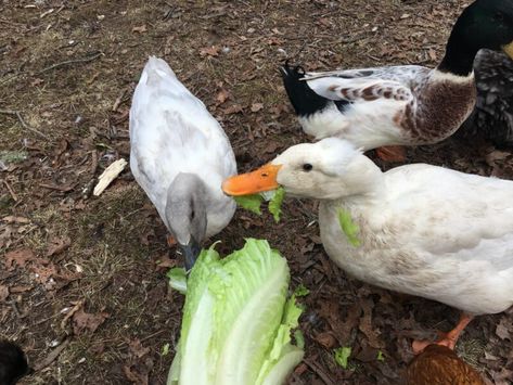 Duck Pen, Duck Feed, Backyard Ducks, Duck Coop, Meal Worms, Duck Farming, Raising Ducks, Pet Ducks, Backyard Chicken Farming