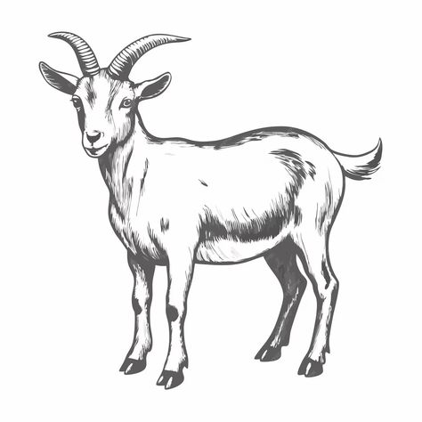 A drawing of a goat with a black and white drawing of a goat | Premium AI-generated vector Goat Sketch, Goat Drawing, Goat Logo, Drawing Black And White, Goat Art, Drawing Black, A Goat, White Drawing, Art Poster Design