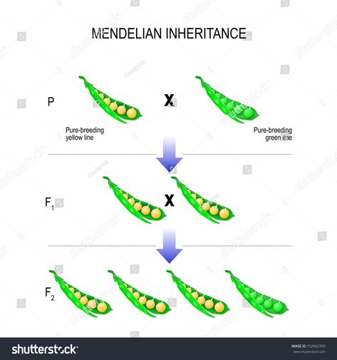 Mendelian inheritance. model of Mendel's laws. biological inheritance for example pea plants. Peas are contained within a podMendel#laws#model#Mendelian Mendels Law Of Inheritance, Mendelian Inheritance, Pea Plants, Graphics Design, Royalty Free Photos, New Pictures, Peas, To Draw, Royalty Free Stock Photos