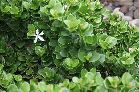 ASCHER🍃SMITH on Instagram: "CARISSA ‘Desert Star’…my absolute favourite of all hardy exotic shrubs and I’d say even hardier than most Australian native shrubs. These pics were taken in Coral Bay with some of the harshest coastal conditions and they are a true survivor! They are hardy, salt tolerant, wind tolerant, low maintenance, water wise and best of all low maintenance evergreen shrub that I couldn’t recommend more for my clients! Once established they will just relish in our Perth Summer a Plant Schedule, Desert Stars, Star Plant, Common House Plants, Modern Gardens, Grass Tree, Tropical Garden Design, Australian Plants, Tropical Gardens