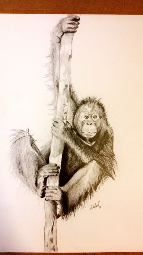 Orangatang Tattoo Ideas, Orangutan Sketch, Hunters Tattoo, Orangutan Tattoo, Orangutan Illustration, Jungle Book Tattoo, Orangutan Drawing, Orangutan Art, Art Pencil Set