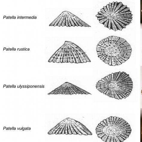 ༄ New blog: 𝗟𝗶𝗺𝗽𝗲𝘁 𝗦𝗵𝗲𝗹𝗹𝘀 || 𝖯𝖺𝗍𝖾𝗅𝗅𝖺 🐚 Did you know these shells are made of calcium carbonate, the same material that is found in pearls?🫧✨ 𝗟𝗶𝗺𝗽𝗲𝘁𝘀 are a type of marine gastropod mollusk that are commonly found along the coasts of Portugal. Their shells, in a variety of shapes and colors, are a testament to nature’s creativity. There are many species of these 𝗟𝗶𝗺𝗽𝗲𝘁 𝗦𝗵𝗲𝗹𝗹𝘀 but the most common species found in Portugal are the 𝙈𝙚𝙙𝙞𝙩𝙚𝙧𝙧𝙖𝙣𝙚𝙖𝙣 𝙇𝙞𝙢𝙥𝙚𝙩 (Patella caerulea) and the 𝘾𝙤𝙢𝙢𝙤𝙣 𝙇𝙞𝙢𝙥𝙚𝙩 L... Limpet Shell, Pineapple Under The Sea, Beach Finds, Life Aquatic, Concept Board, Sea Shore, Calcium Carbonate, Beach Combing, Wild Things