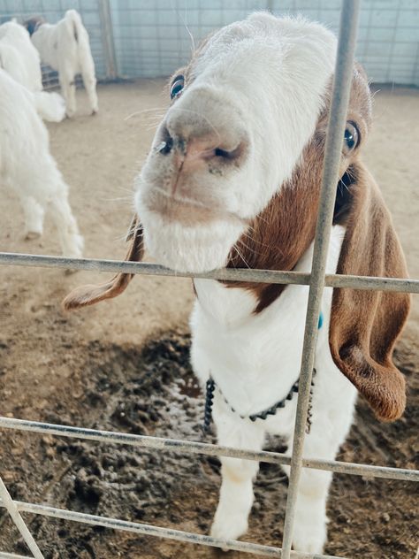 Goat Farm Aesthetic, 4h Aesthetic, 4-h Aesthetic, Livestock Aesthetic, Goats Aesthetic, Ffa Aesthetic, Vsco Preppy Aesthetic, Goat Aesthetic, Lamb Showing