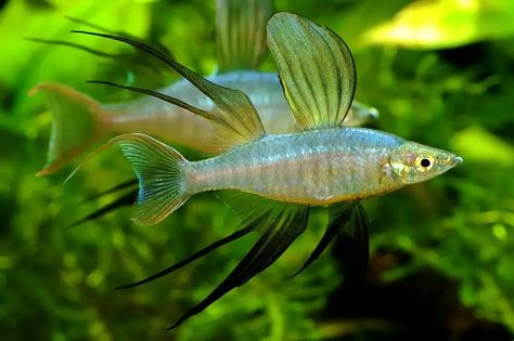 Threadfin Rainbowfish - Iriatherina werneri Fish Profile & Care Guide Floating Plants, Small Tank, Beautiful Fish, Big Fish, Intense Colors, Aquarium Fish, Habitat, Fish Pet, Fresh Water