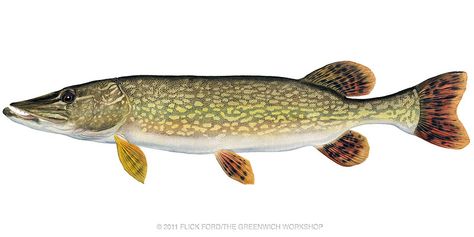 Wobbler Design, Pike Art, Fish Paintings, Pike Fish, Northern Pike, Fishing Stuff, Pike Fishing, Fish Species, All Fish