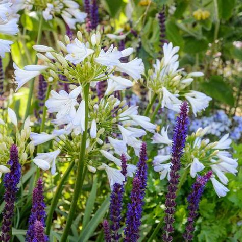 Salvia Garden, White Agapanthus, Agapanthus Plant, Salvia Plants, Gardeners World, Prairie Garden, Border Plants, Plant Combinations, Courtyard Garden