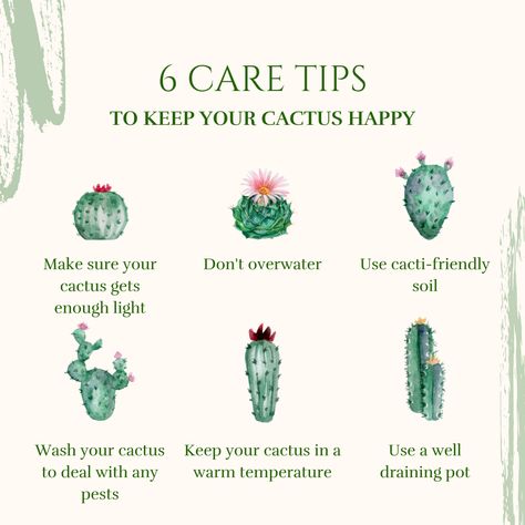 6 Care Tips To Keep Your Cactus Happy🌵😄 ➡️Make sure your cactus gets enough light ➡️Don't overwater ➡️Use cacti-friendly soil ➡️Wash your cactus to deal with any pests ➡️Keep your cactus in a warm temperature ➡️Use a well-draining pot Follow these tips to have a happy & healthy cactus! How To Take Care Of A Cactus, Cactus Facts, Cactus Bedroom, Plant Knowledge, Succulents Care, Cactus Names, Golden Barrel Cactus, Cactus Care, Plant Mama