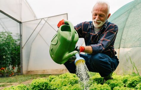 Improve essential nutrients in your garden with this DIY liquid fertilizer. It uses just a few household products. Diy Miracle Grow, Organic Plant Fertilizer, Homemade Plant Food, Natural Plant Fertilizer, Preserving Tomatoes, Organic Plant Food, Zucchini Plants, Miracle Grow, Compost Tea