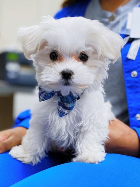 The Maltese puppy - Inspiration Station Cute Maltese Puppies, Maltese Breed, Cute Maltese, Maltese Puppies For Sale, Apple Iphone Wallpaper Hd, Maltese Puppies, Hypoallergenic Dogs, Puppies And Kitties, Maltese Puppy