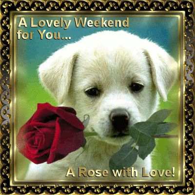 A lovely weekend for you...a rose with love! weekend weekend quotes happy weekend weekend gifs Good Morning Photos, Puppy Lover, Puppy Care, Good Morning Friends, A Puppy, Good Morning Images, A Rose, Morning Images, Animals Friends