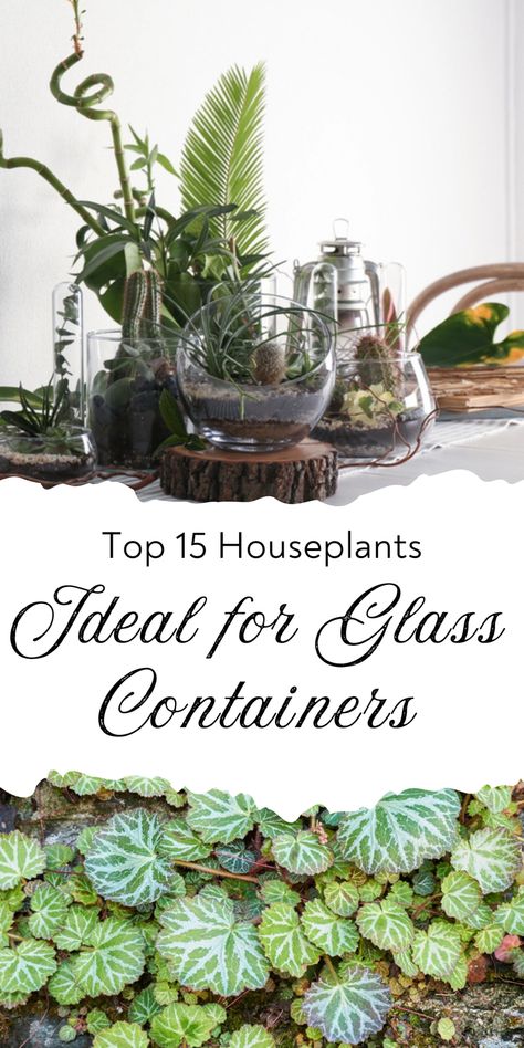 Discover the top 15 houseplants that are perfect for glass containers. These plants not only look beautiful but also thrive in glass, making them ideal for any home. Save this pin to start your glass container garden today! Plants In Glass Containers, Pilea Microphylla, Dracaena Sanderiana, Plant In Glass, Nerve Plant, Marimo Moss, Marimo Moss Ball, Plants In Bottles, Plants To Grow