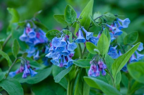 Deer Resistant Shade Plants, Flowering Shade Plants, Blue Flowering Plants, Best Perennials For Shade, Gentian Flower, Deer Resistant Flowers, Deer Resistant Garden, Virginia Bluebells, Best Perennials