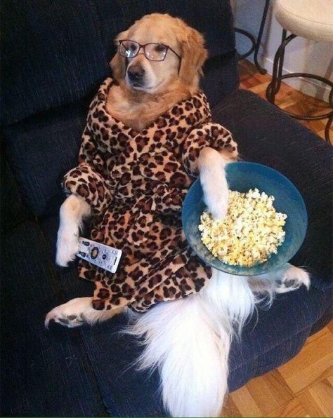 Literally me everyday #meme #funny #hilarious #comedy #dog #chill #netflix #lazy #eating #watchingtv #watchingkpop #popcorn #relax #relatable Slaap Lekker, 골든 리트리버, What Dogs, Silly Dogs, Story Instagram, Popcorn, Funny Dogs, Cute Puppies, A Dog