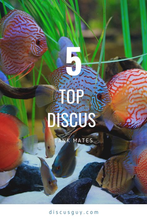 Discus are amazing freshwater fish, but what are some other tank mates you can keep with them? Discus Fish Tank, Clown Loach, Discus Tank, Discus Aquarium, Community Tanks, Tropical Freshwater Fish, Companion Animals, Discus Fish, Home Aquarium