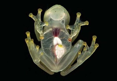 A marvelous new glassfrog has visible heart Frog Anatomy, Transparent Frog, Glass Frog, Fancy Art, Surrealism Painting, Frog And Toad, Reptiles And Amphibians, Zoology, Amphibians