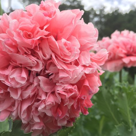 Peony Poppy, Poppy Flower Seeds, Breadseed Poppy, Hollyhocks Flowers, Rare Seeds, Pink Poppies, Poppy Seeds, Fall Plants, Seed Pods