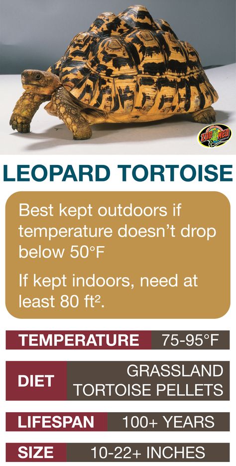 Leopard Tortoise Care Sheet. Learn the basics of Leopard Tortoise habitat setup and care needs before bringing home your new pet. Turtles Pet, Tortoise Food, Tortoise Enclosure, Tortoise Table, Leopard Tortoise, Reptile Care, Russian Tortoise, Tortoise Care, Tortoise Habitat