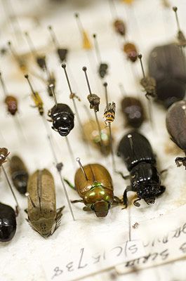 Various pinned beetles on a polystyrene board drying. Pinned Beetle, Pinned Bugs, Entomology Collection, Insect Taxidermy, Bug Collection, Insect Collection, Vulture Culture, Insect Art, Bugs And Insects