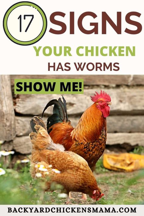 5 Best Ways + 17 Signs to Look for in Your Chickens: How to Deworm a Chicken Naturally. It sounds pretty gross, but really it isn't and it is quite easy to naturally deworm your flock. Chicken Dewormer, The Feeling Of Love, Wrapped In A Blanket, Baby Chicks Raising, Chicken Poop, Bantam Chickens, Raising Chicks, Feeling Of Love, Chicken Signs