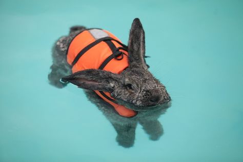 Heidi the rabbit goes swimming to help her arthritis. I LOVE YOU, HEIDI!!!!!!!!!!!!!! Easter Bunny Pictures, Cute Easter Bunny, The Rabbit, Cuteness Overload, Beautiful Creatures, Make Me Smile, Animal Pictures, Fur Babies, Cute Pictures