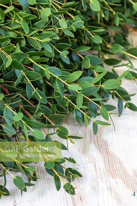 Myrtus - Myrtle Myrtle Greenery, Myrtle Wreath, Myrtle Plant, Myrtle Leaves, Greenery Floral Arrangement, Myrtle Flower, Floral Design Classes, Flower Identification, Sukkot