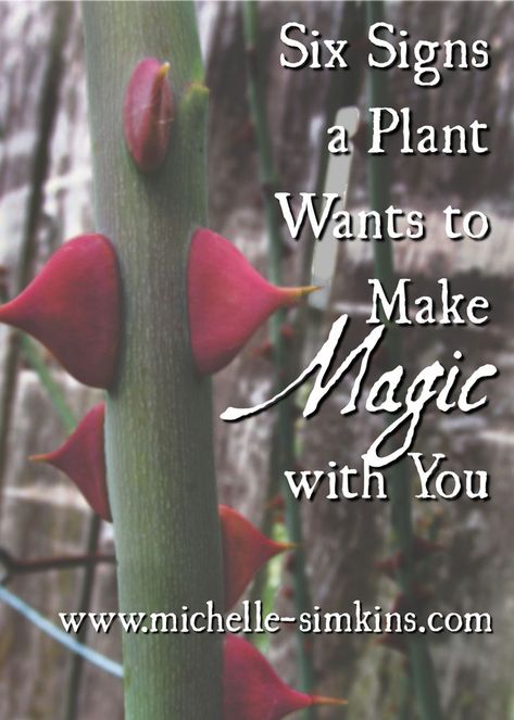 Plants For Witchcraft, Witch Garden Plants, Herbalism 101, Witches Herbs, Botanical Medicine, Plant Spirits, Magic Plants, Spiritual Alchemy, Magical Plants